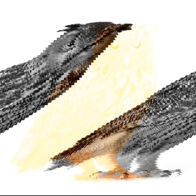 Illustration du Fâ